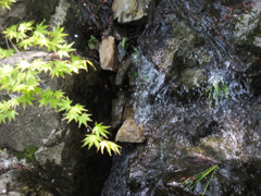 もみじと流水。