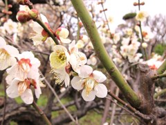 ほんのり香る梅模様