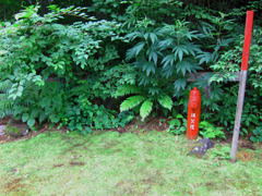 赤と緑