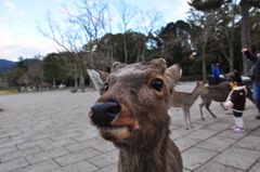 神の使い