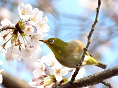 さくらの香り