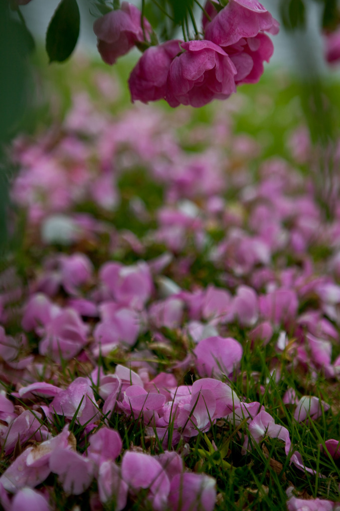 IMG_4372a