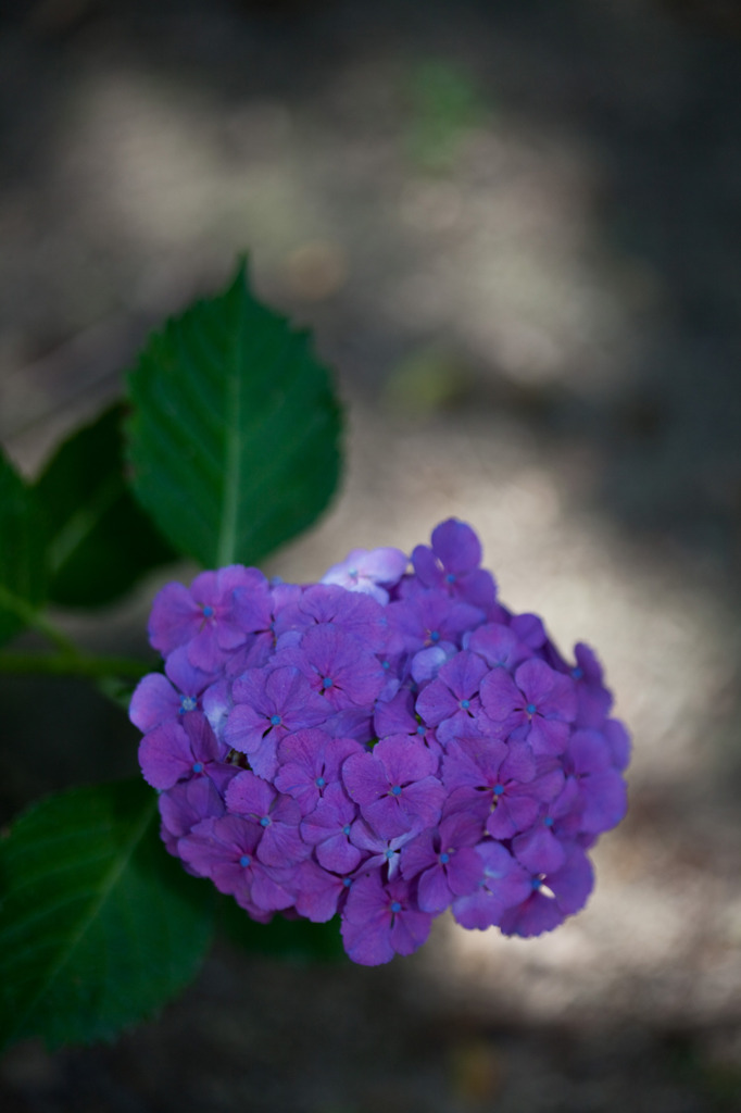 IMG_5452a