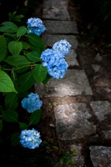 IMG_4987a