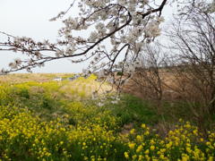 菜の花