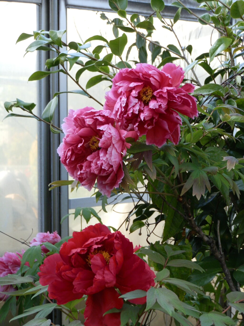 花牡丹