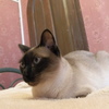 シャム子後輩