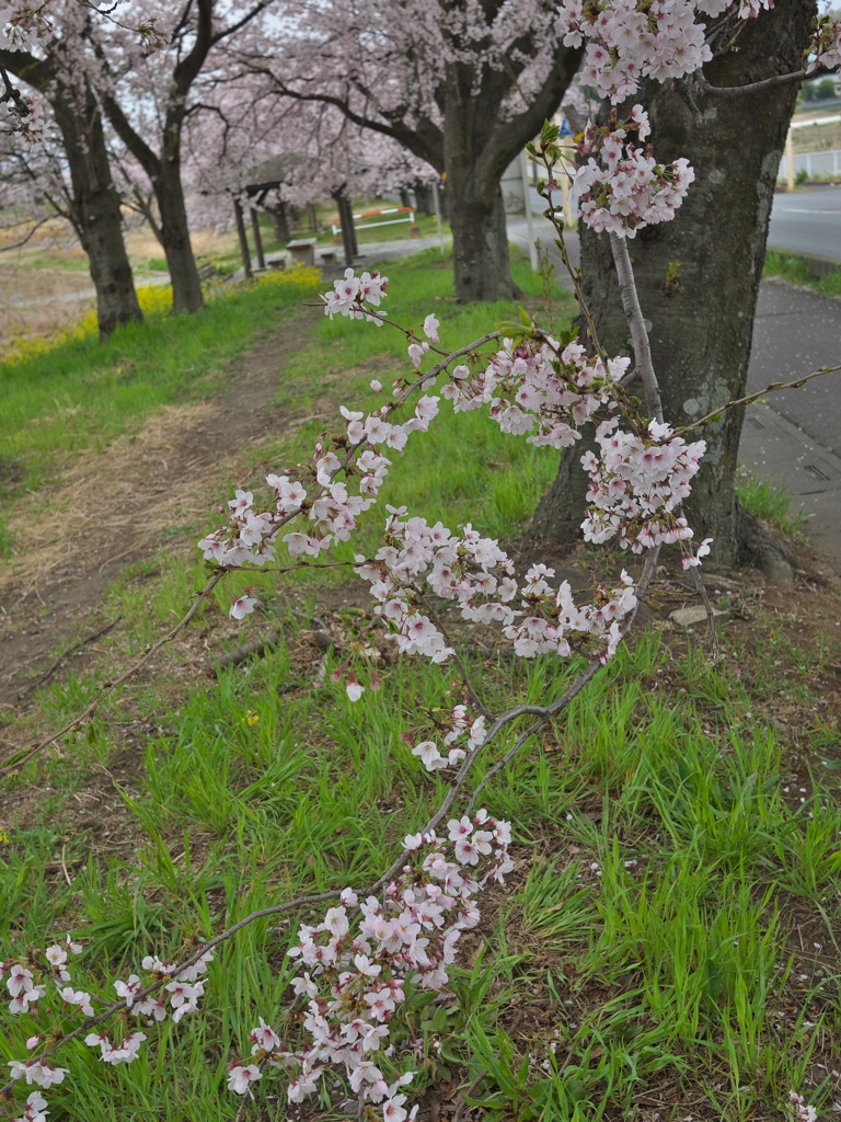 散歩