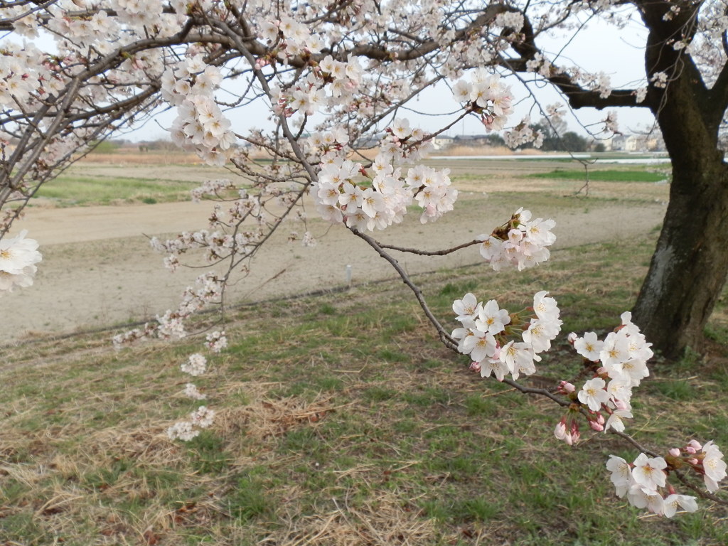 はるがすみ