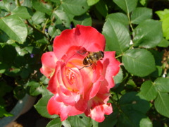 休憩