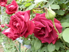 Red Roses