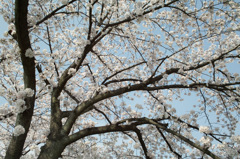 春の空