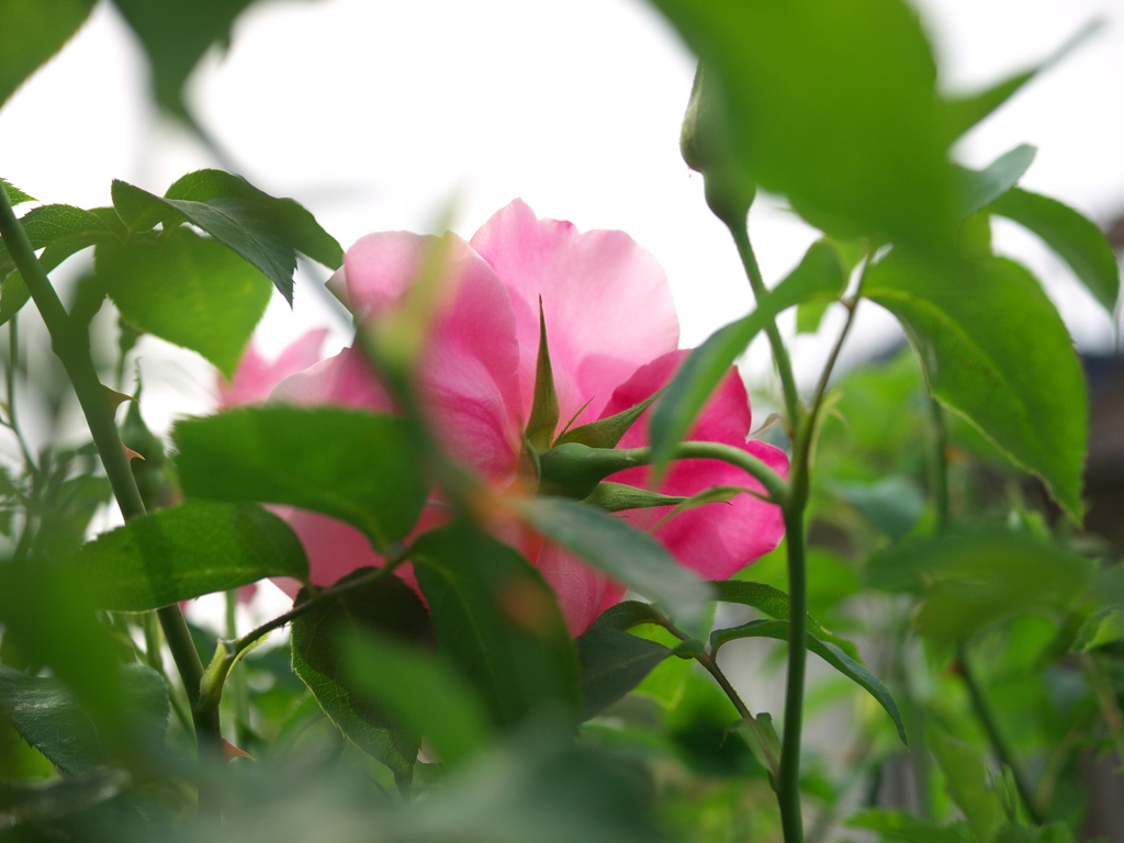 花の影