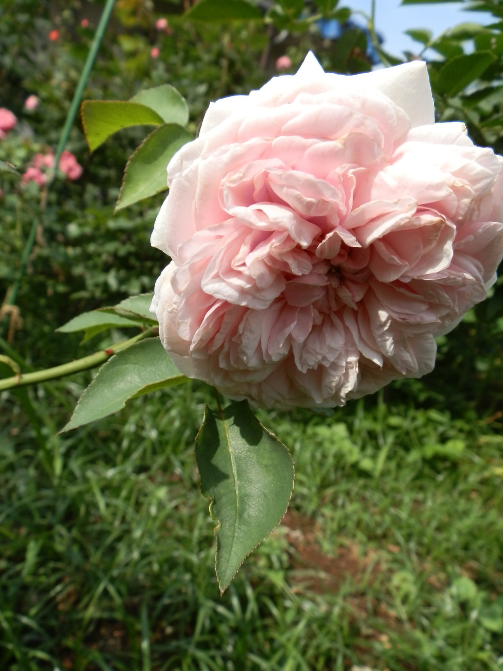 花のかおり
