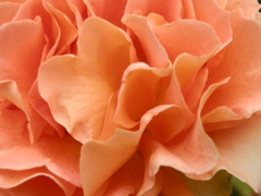 花の褥