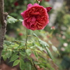 はつ花