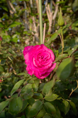 ピンクの花