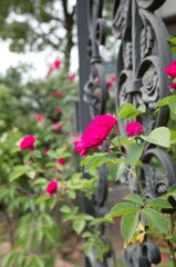 薔薇の門