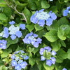 初夏の彩り