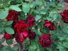 花の涙