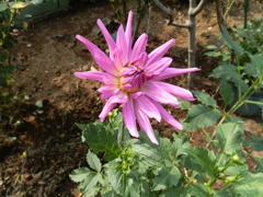 花火