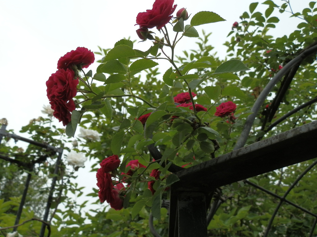 花の影