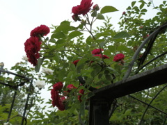 花の影