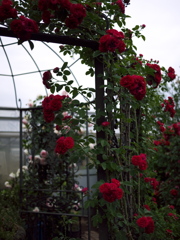 花の檻