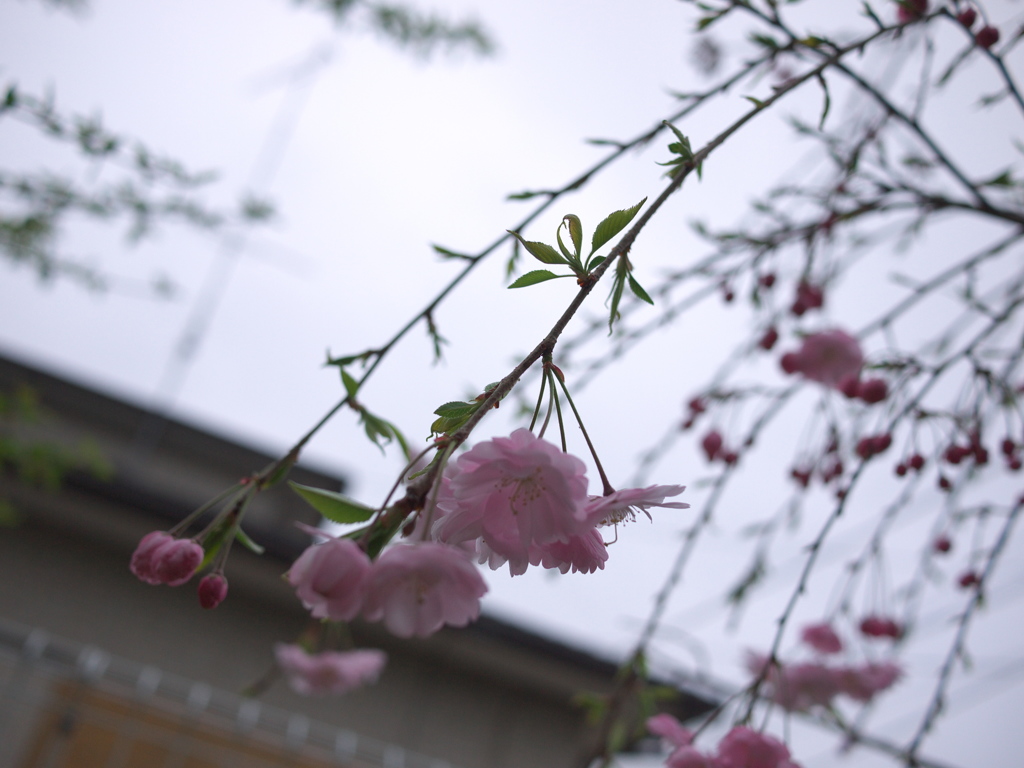 しだれ桜