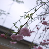 しだれ桜