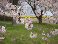 うすべに