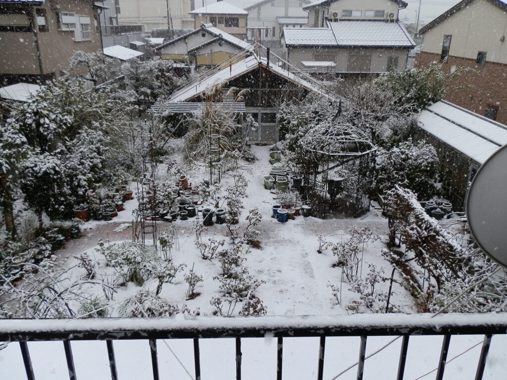 春の雪