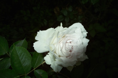 妖花