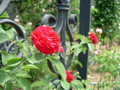 紅