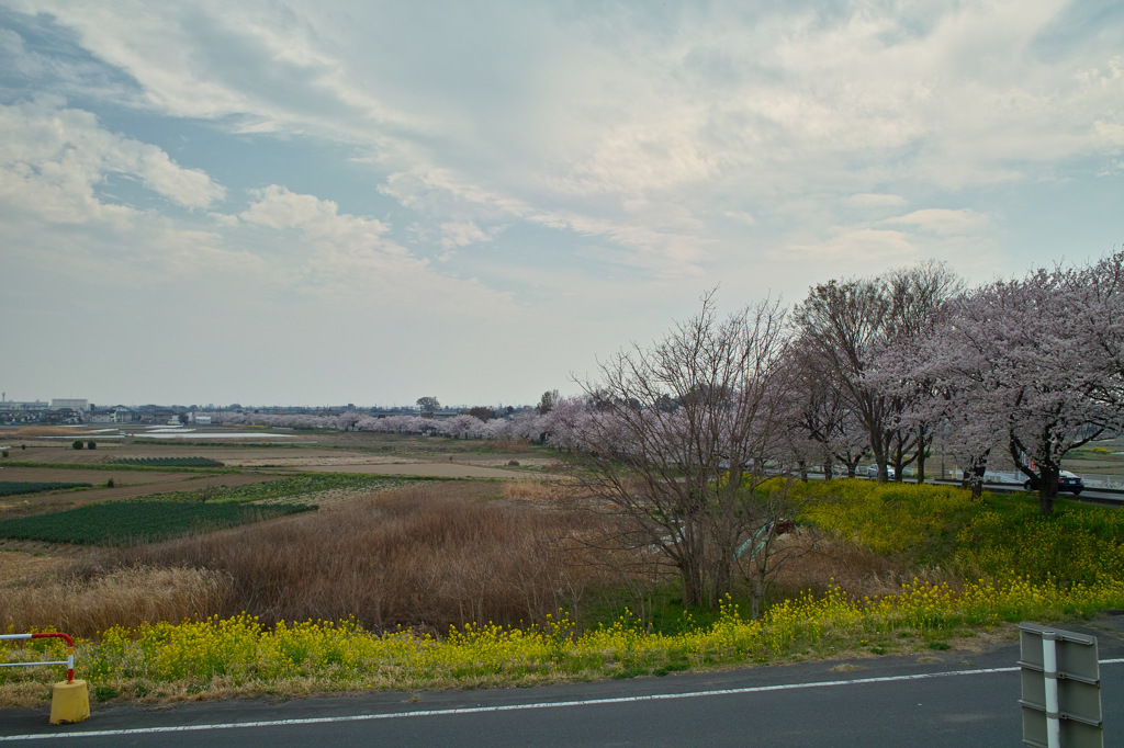 春の野