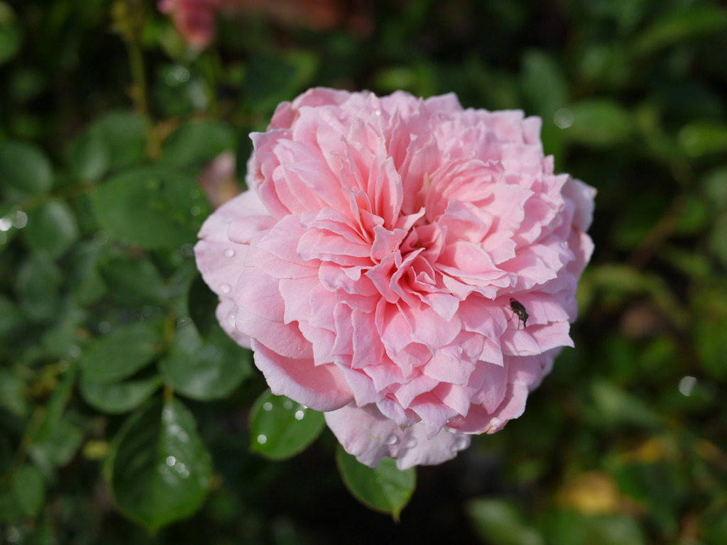 花の褥
