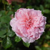 花の褥