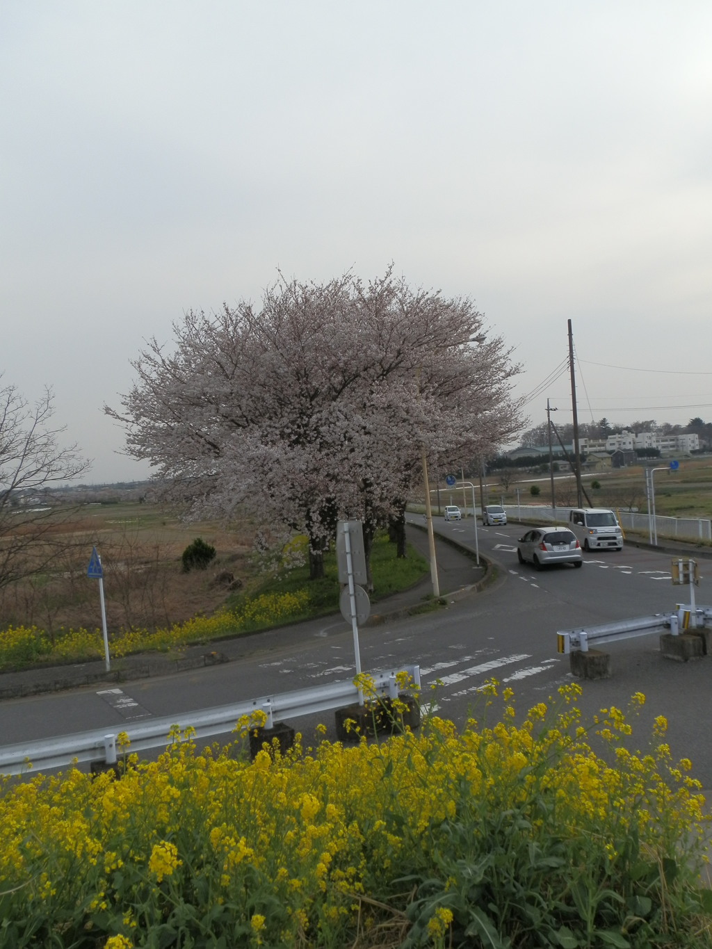 辻の木