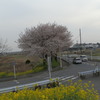 辻の木