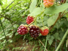 初夏の実り