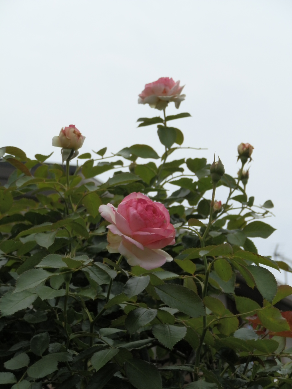 雨もよい