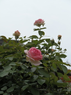雨もよい
