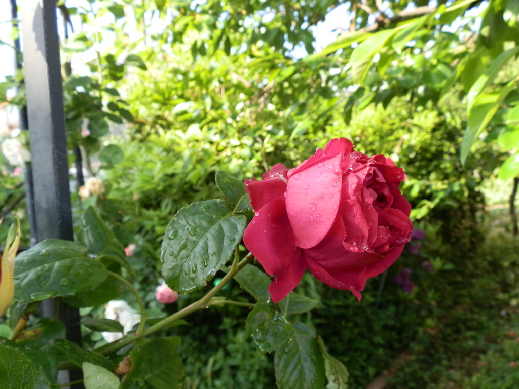 紅