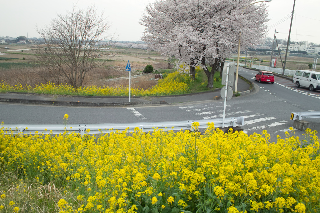 菜の花