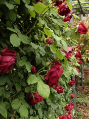 Wall of Roses