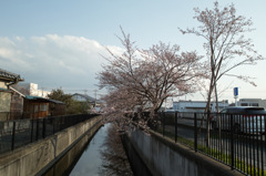 春の川
