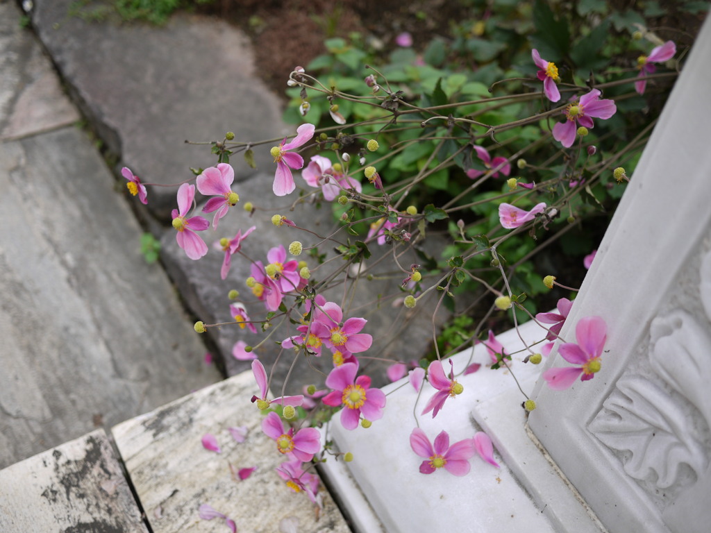 花を散らす