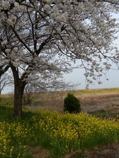 桜の風