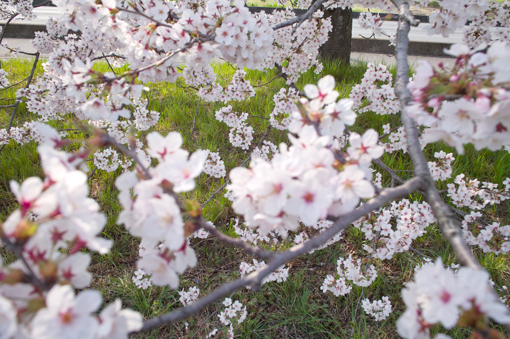花盛り