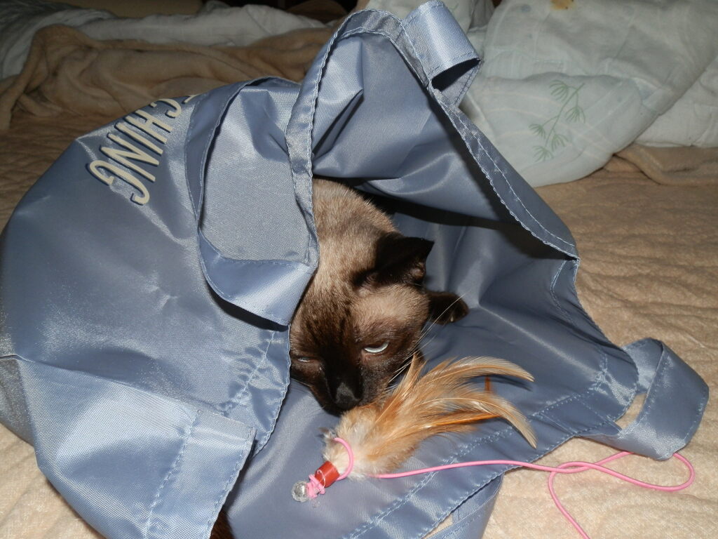 秋の羽
